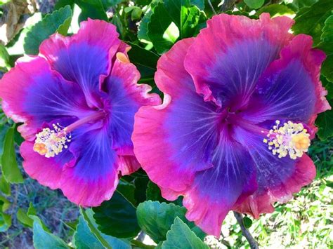  Purple Hibiscus  An Exquisite Bloom of Cultural Clash and Forbidden Love